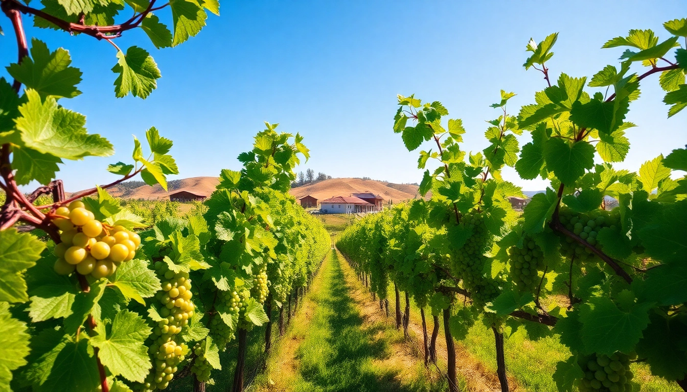 Experience the beauty of Clarksburg CA wineries with lush grapevines and rolling hills.